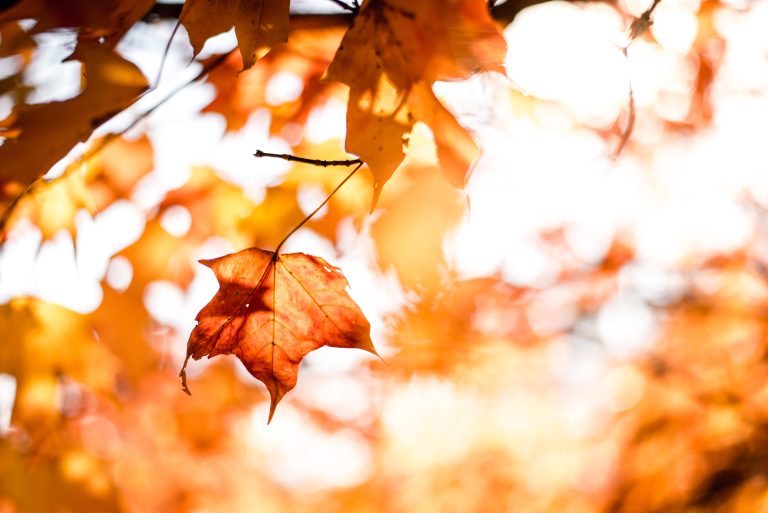 Three Tips to Becoming a Better Investor This Fall leaves in fall