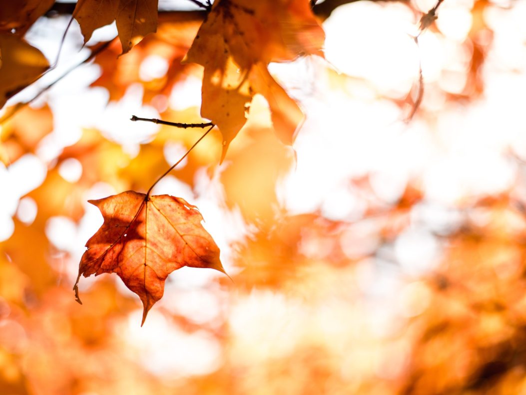 Three Tips to Becoming a Better Investor This Fall leaves in fall scaled